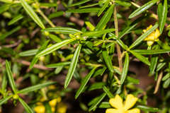 Hibbertia linearis