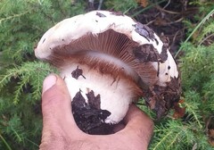 Phlegmacium