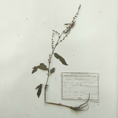 Rumex obtusifolius silvestris