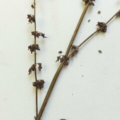 Rumex obtusifolius silvestris