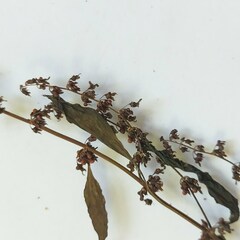 Rumex obtusifolius silvestris