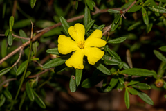Hibbertia linearis