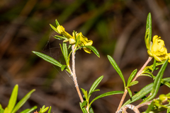 Hibbertia linearis