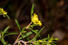 Hibbertia linearis