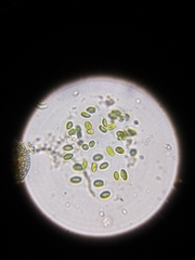 Coccomyxa