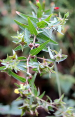 Ludwigia hirtella