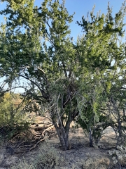 Juniperus deppeana