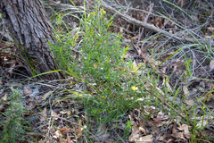 Hibbertia linearis