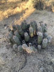 Echinocereus engelmannii fasciculatus