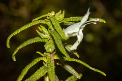 Chloanthes stoechadis
