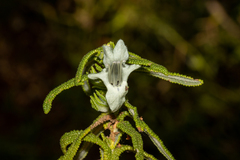 Chloanthes stoechadis