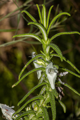 Chloanthes stoechadis