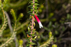 Epacris longiflora