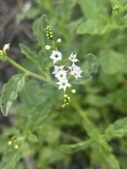 Heliotropium ciliatum