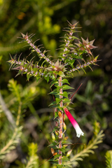 Epacris longiflora