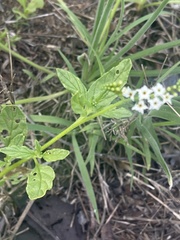 Heliotropium ciliatum