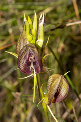 Cryptostylis erecta