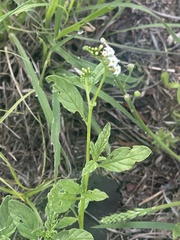 Heliotropium ciliatum