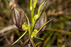 Cryptostylis erecta