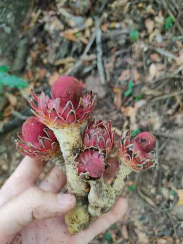 Langsdorffia hypogaea