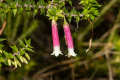 Epacris longiflora
