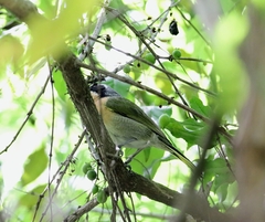 Telophorus olivaceus