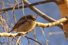 Passer domesticus