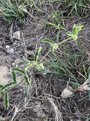 Raphionacme procumbens