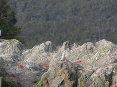 Leucophaeus scoresbii