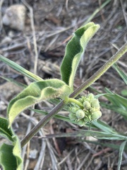 Raphionacme procumbens