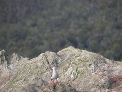 Leucophaeus scoresbii