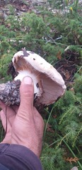 Phlegmacium