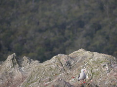 Leucophaeus scoresbii