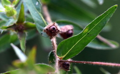 Ludwigia hirtella
