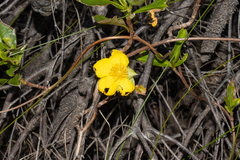 Hibbertia scandens
