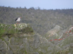 Leucophaeus scoresbii