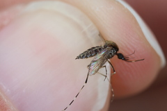 Aedes sollicitans