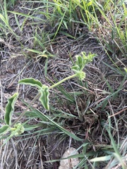 Raphionacme procumbens