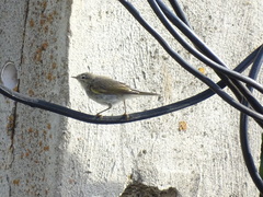 Phylloscopus trochilus