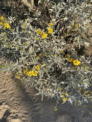 Encelia