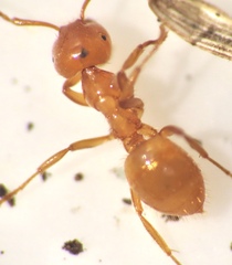 Acanthomyops