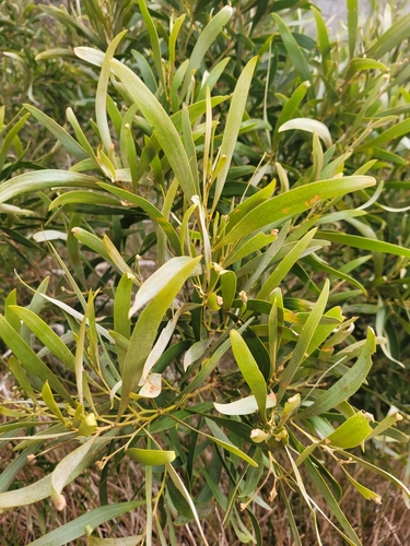 Image of Acacia heterophylla by (c) Roland Godon, some rights reserved (CC BY)