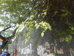 Phyllanthus reticulatus