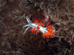 Flabellina dushia