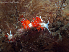 Flabellina dushia