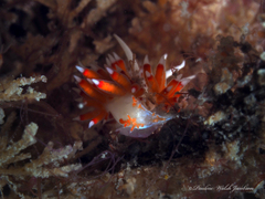 Flabellina dushia