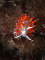 Flabellina dushia