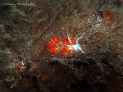 Flabellina dushia