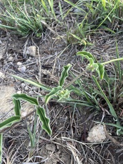 Raphionacme procumbens