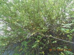 Phyllanthus reticulatus